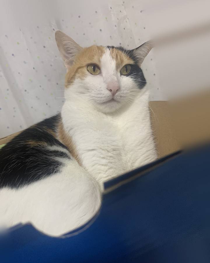 The original photo: the same calico cat sitting in a cardboard box at home.